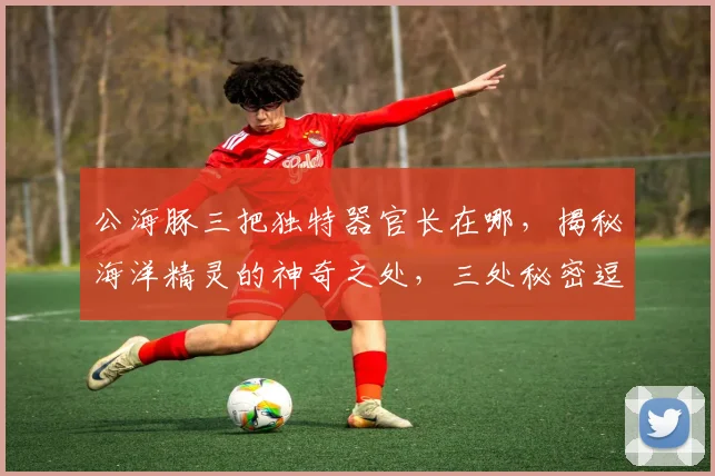 公海豚三把独特器官长在哪，揭秘海洋精灵的神奇之处，三处秘密逗你探寻